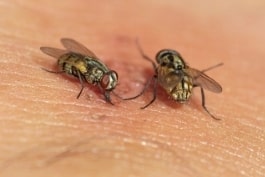 flies pest control
